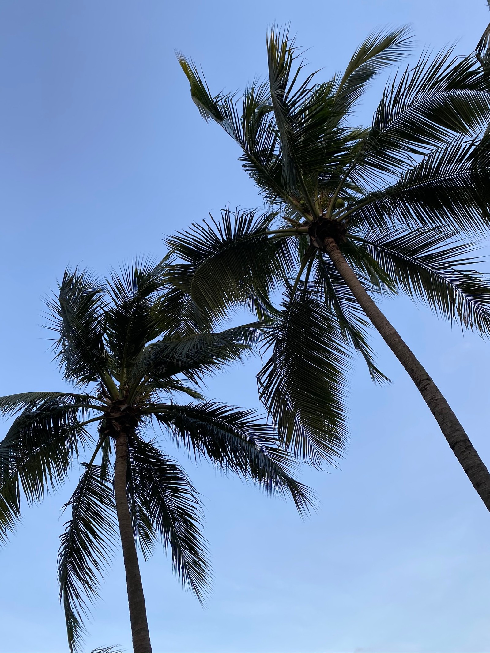 date palm, vegetation, daytime, tree, summer Download Wallpaper