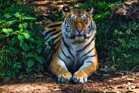 bengalischer tiger, wald, prädator, dschungel, wildkatze