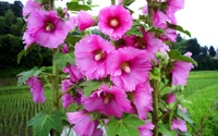 Brillantes flores rosas de la familia de las malvas en un paisaje verde exuberante