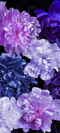 Vibrant Lilac and Peony Blooms Against a Dark Backdrop