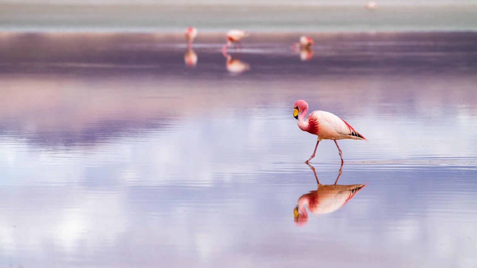 Há um pássaro caminhando na água (flamingo maior, flamingo, água, pássaro, nuvem)