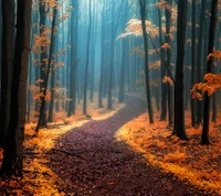 Serener Herbstweg durch einen nebligen Wald