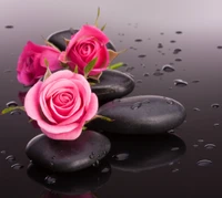 negro, gotas, rosa, relajación, rosas