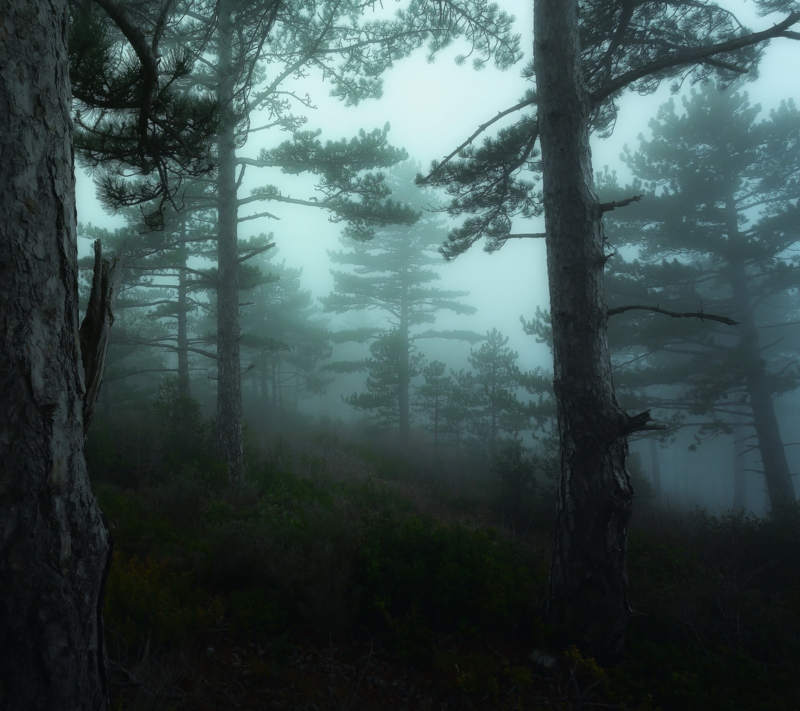 Des arbres dans le brouillard dans une forêt avec un banc au premier plan (brumeux, forêt)