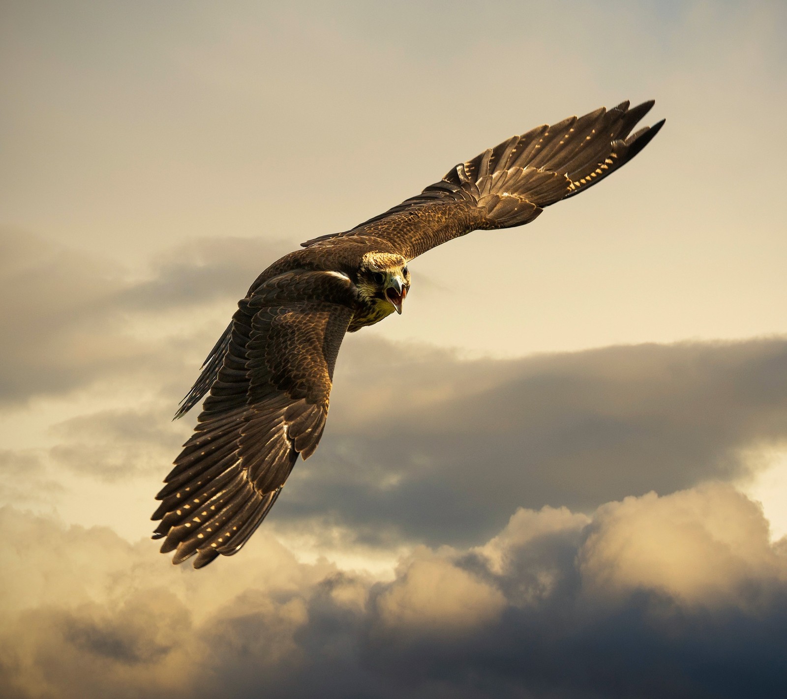 Il y a un oiseau qui vole dans le ciel avec des nuages (animal, oiseau, aigle, voler)