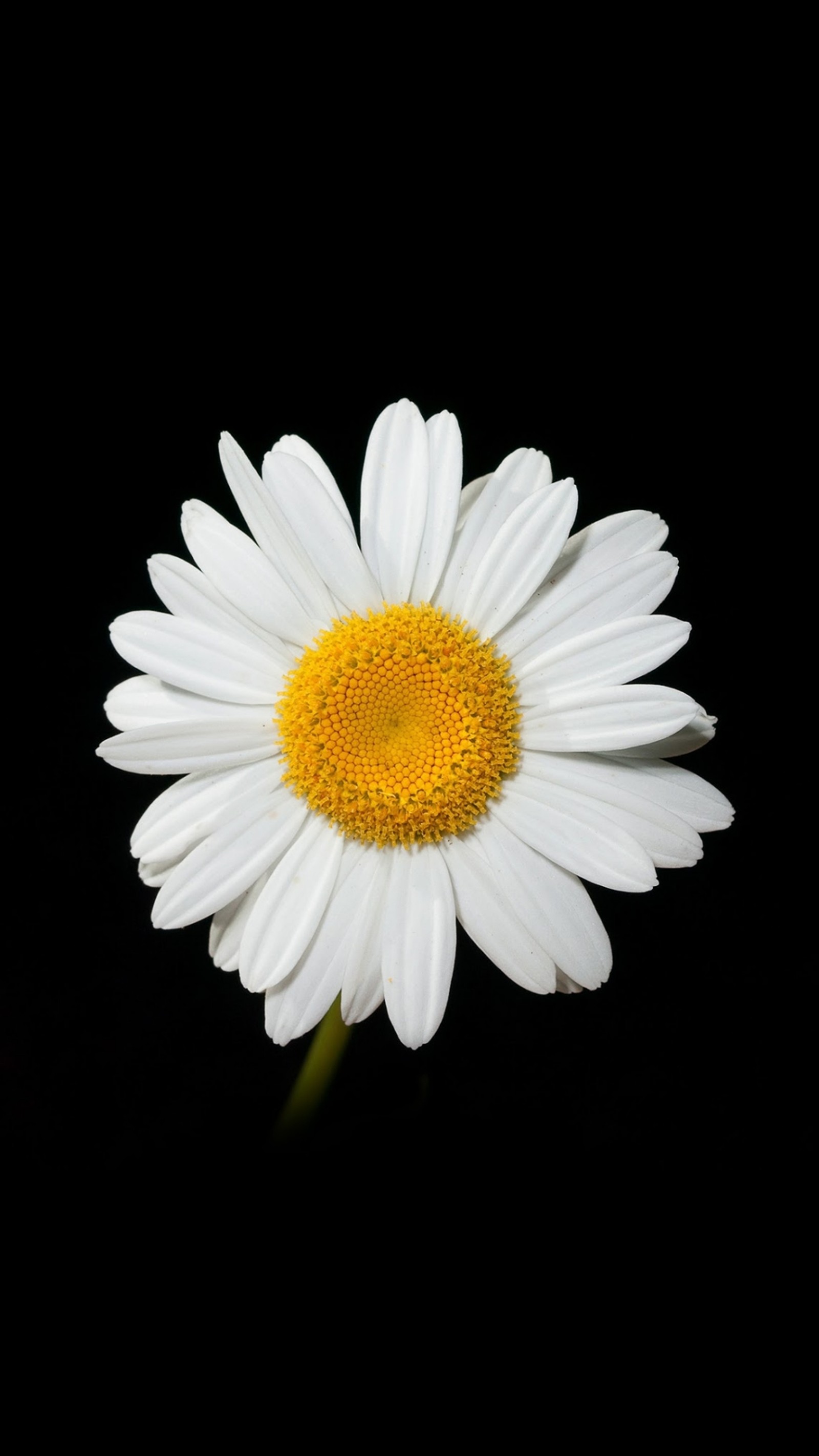 Um close de uma única flor branca sobre um fundo preto (fundo, beleza, preto, fofo, flor)