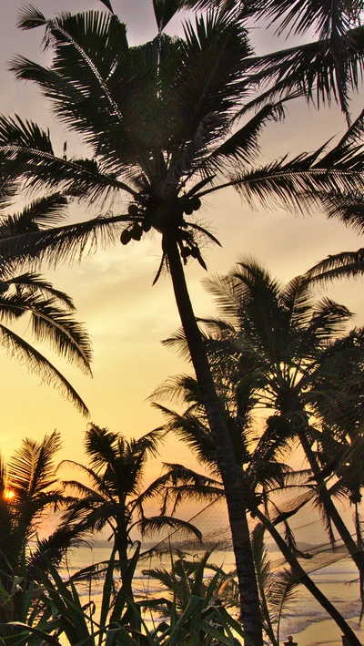 praia, nuvem, mirissa, palmeira, mar