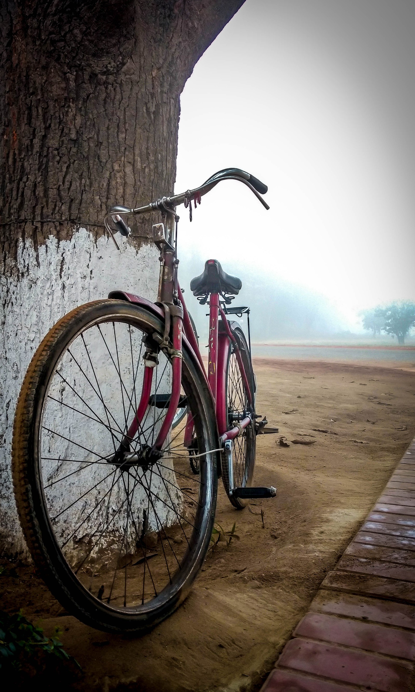 There is a bike parked against a wall near a tree (bicycle, black, flowers, girl, love)