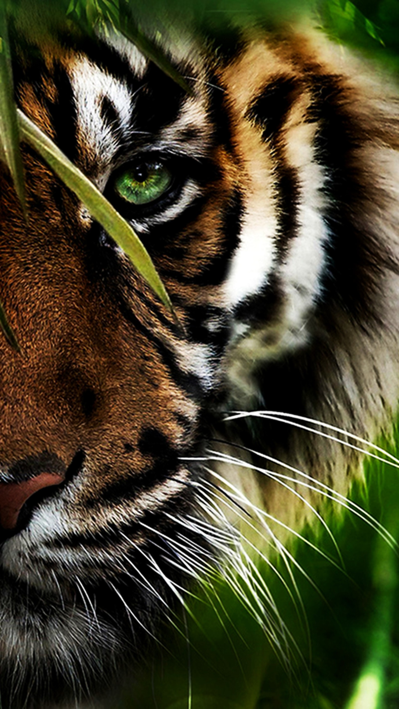 tiger, wild wallpaper