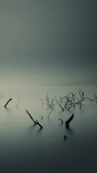 madeira morta, paisagem, água