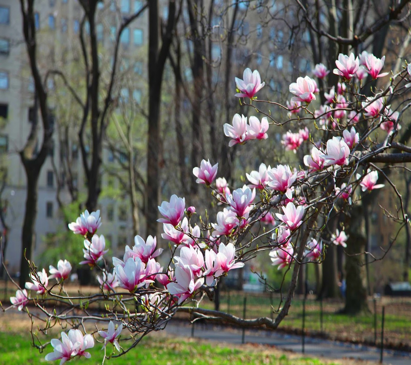 blossoms, flowers, park, pretty, scenery wallpaper