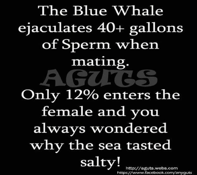 comdy, funnywhales, joke, quotes, salt