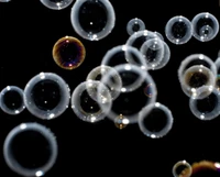 Bulles de savon flottantes sur un fond sombre