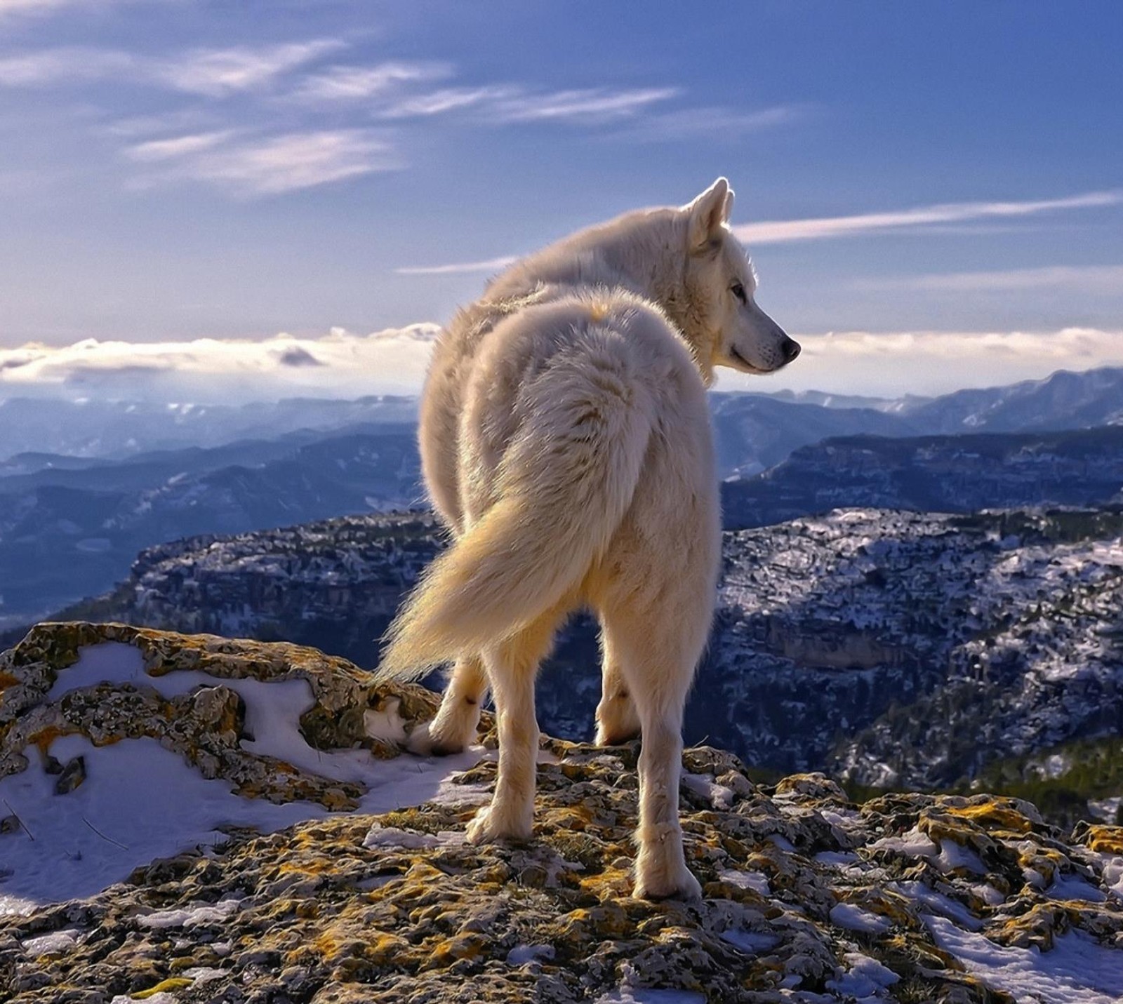 Um cachorro branco está em pé sobre uma pedra em uma montanha. (paisagem, montanha, norte, neve, lobo)