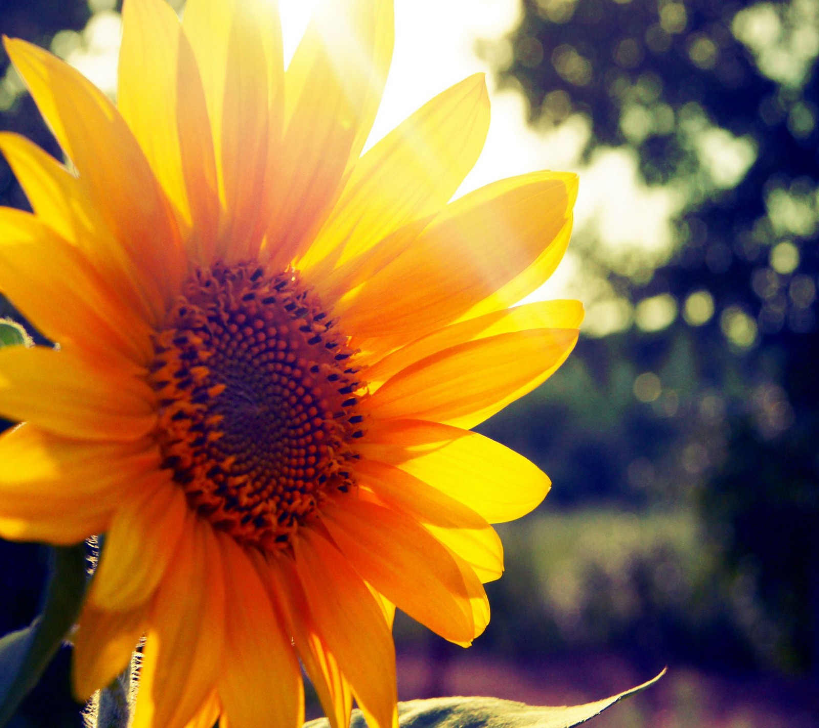 There is a sunflower that is in the middle of a field (flower, sun)