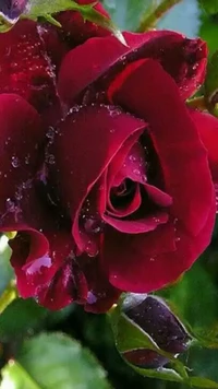 rot, rose