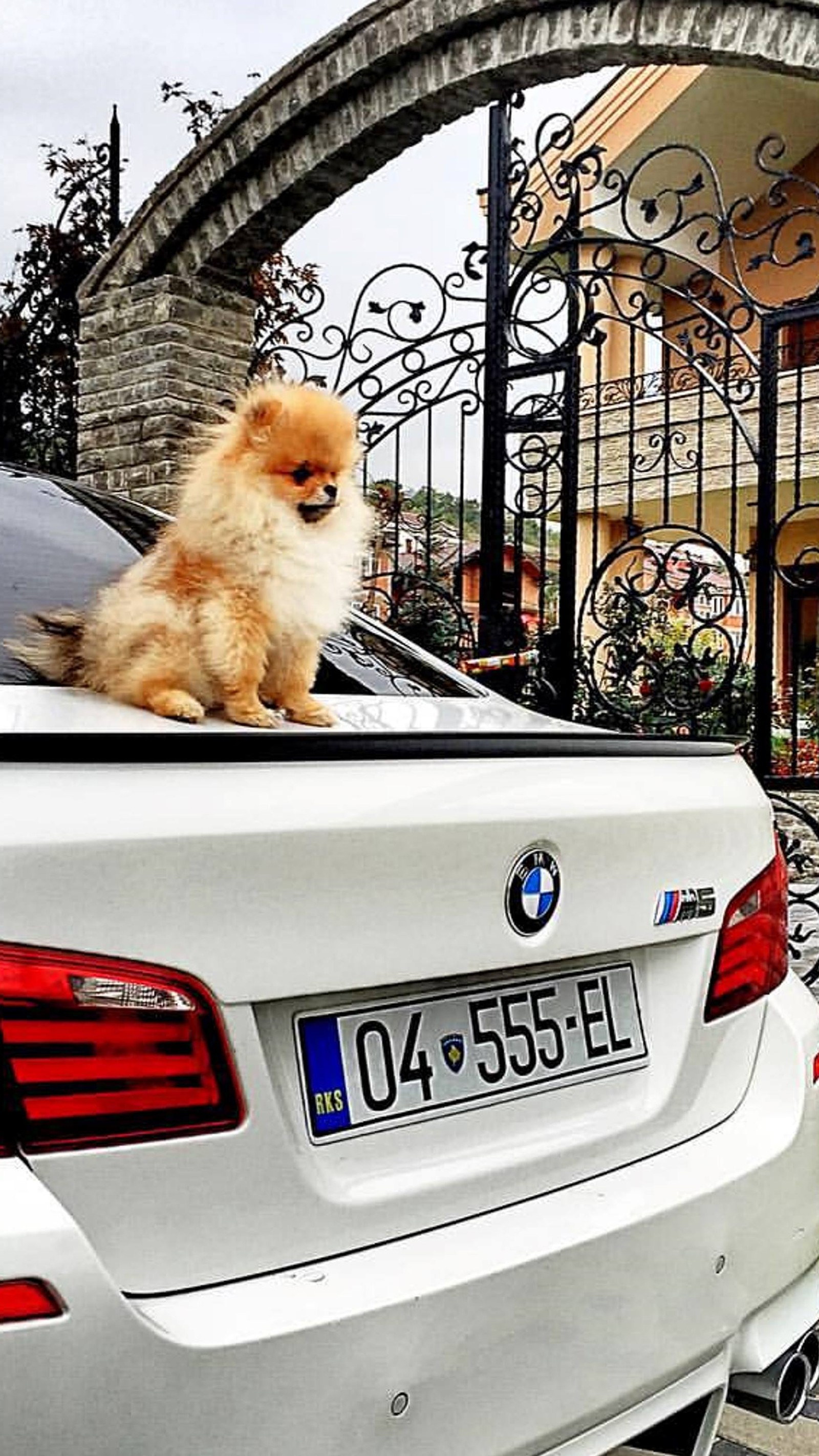 bmw, boo, bubby, jiff, kosovo Download Wallpaper