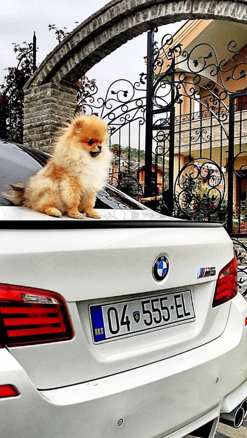 Жираф сидит на капоте машины перед воротами (bmw, бу, bubby, джиф, косово)