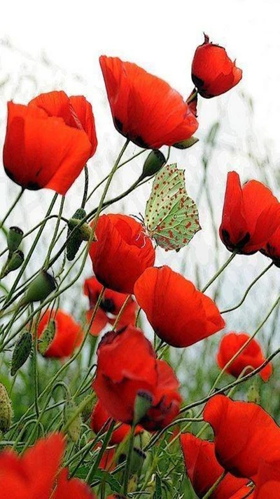 Delicate Butterfly Among Vibrant Red Poppies