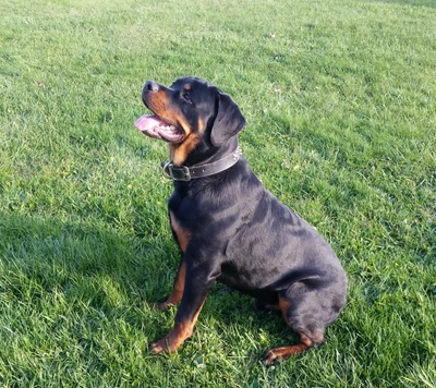 Rottweiler leal sentado orgulhosamente na grama verde