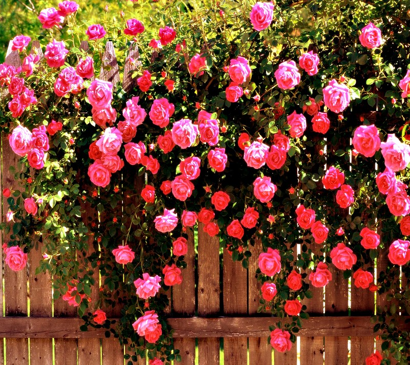 Primer plano de una cerca con rosas rosas creciendo en ella (hermoso, flores)