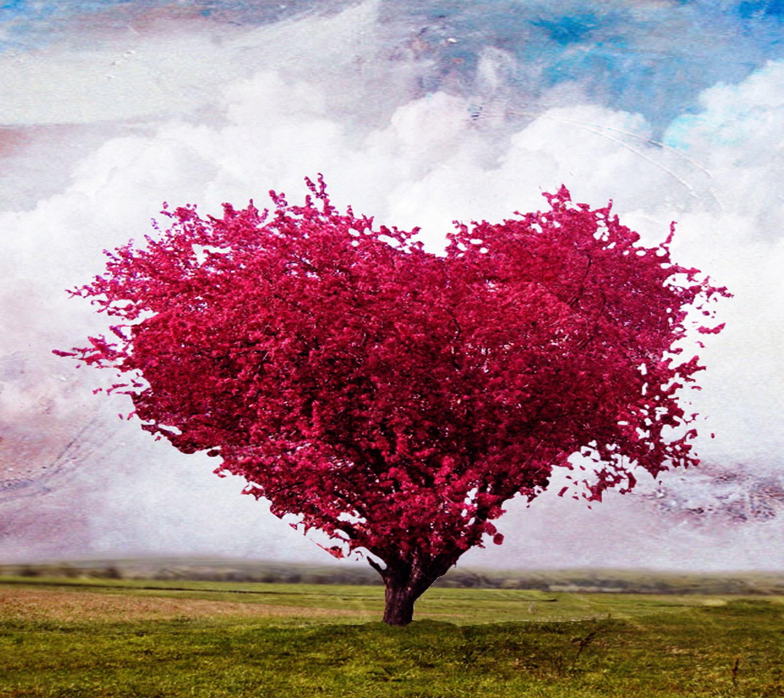 Arbre arabe avec un tronc en forme de cœur dans un champ (cœur, nature, arbre)