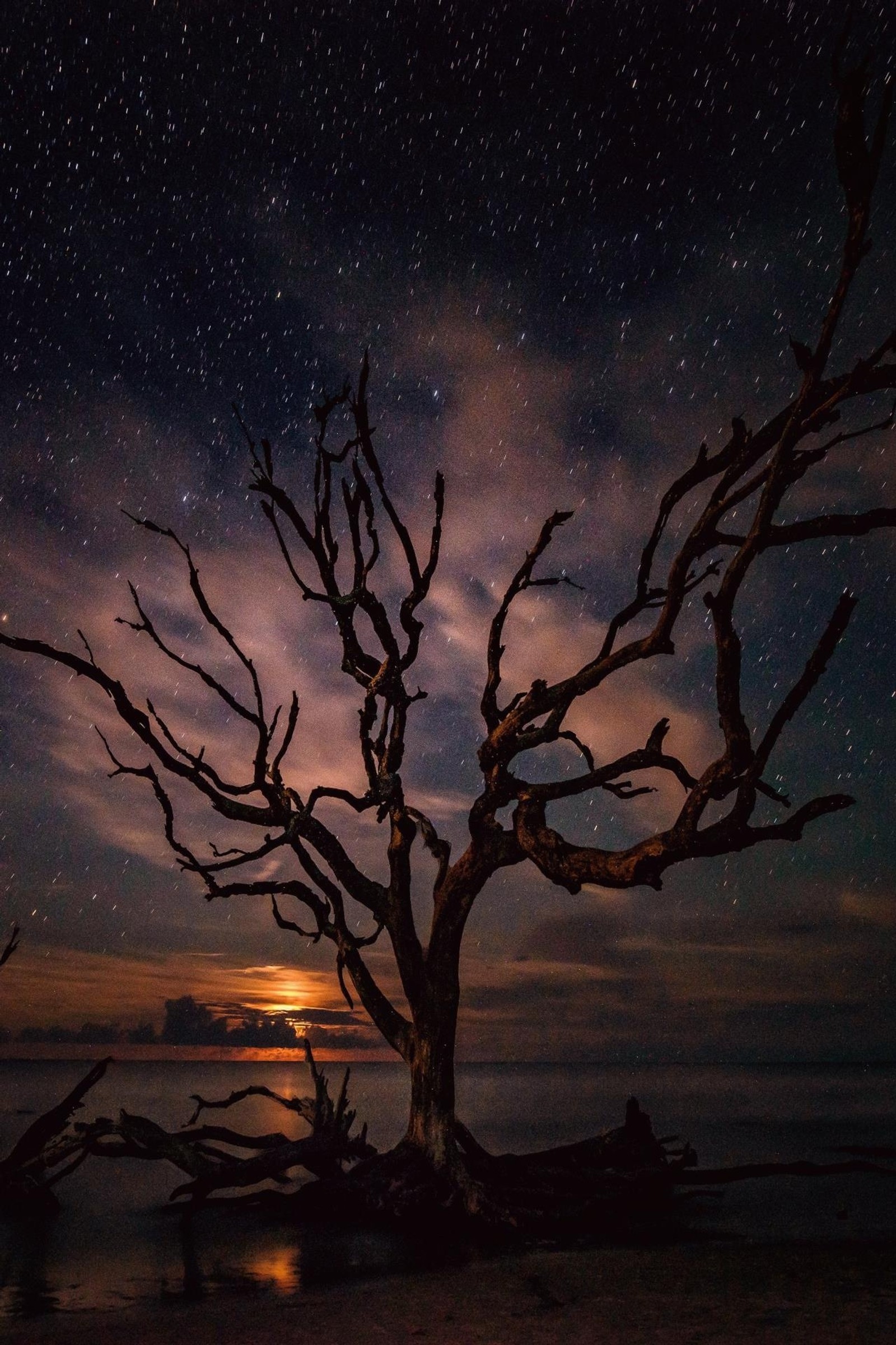 Arafed tree on the beach with a full moon in the background (color scheme, cloud, atmosphere, light, nature)