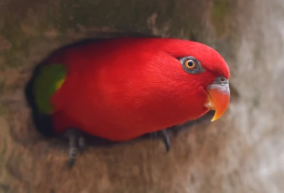 Loro arcoíris rojo vibrante asomándose de un hueco en el árbol, mostrando su pico llamativo y plumas coloridas.