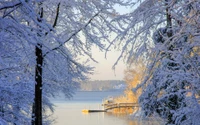 hiver, nature, neige, arbre, givre