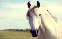 Majestoso cavalo branco sob céus limpos