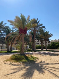 Tropical Date Palms Casting Shadows on Sandy Ground