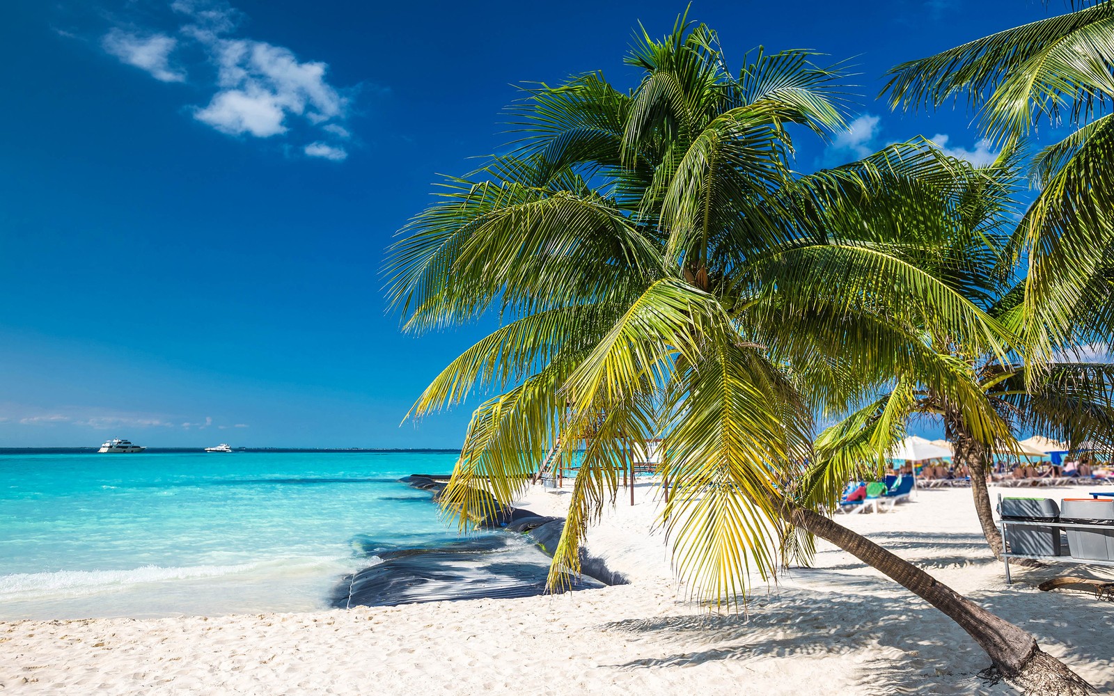 Vue d'une plage avec des palmiers et des chaises (plage, voyage, station, rivage, arbre)