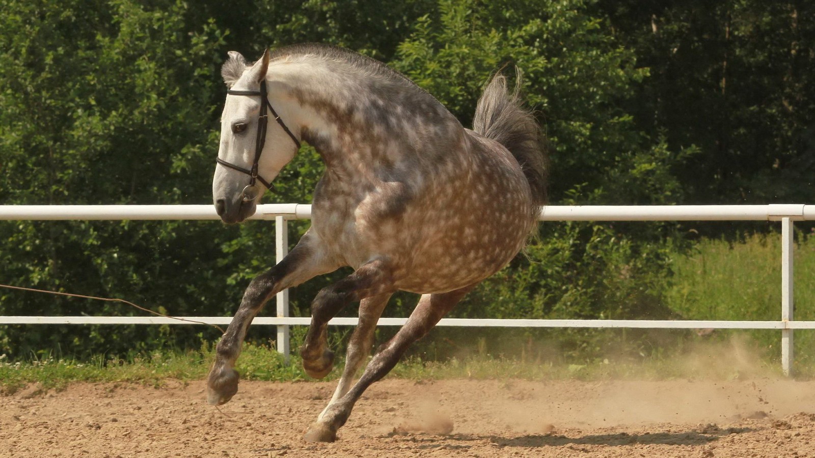 Um cavalo correndo na terra (freio, mustang, égua, cavalo árabe, garanhão)