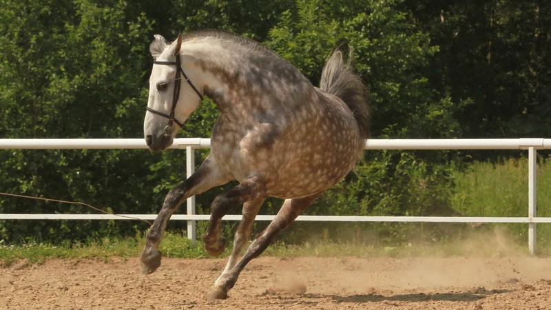 Лошадь, которая бегает по грязи (уздечка, мустанг, mustang, кобыла, арабская лошадь)