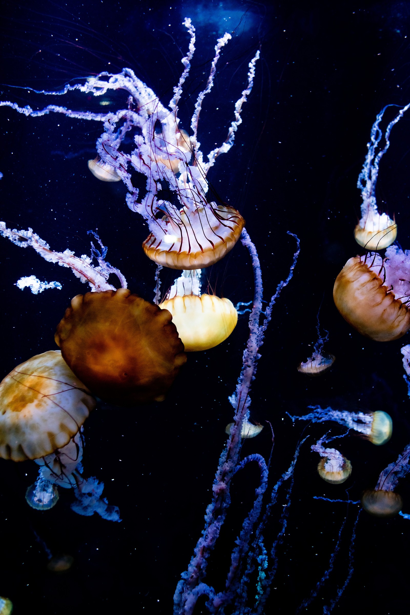 Qualen, die in einem tank mit vielen quallen schwimmen (qualle, meeresbiologie, wasser, nesseltiere, marine wirbellose)