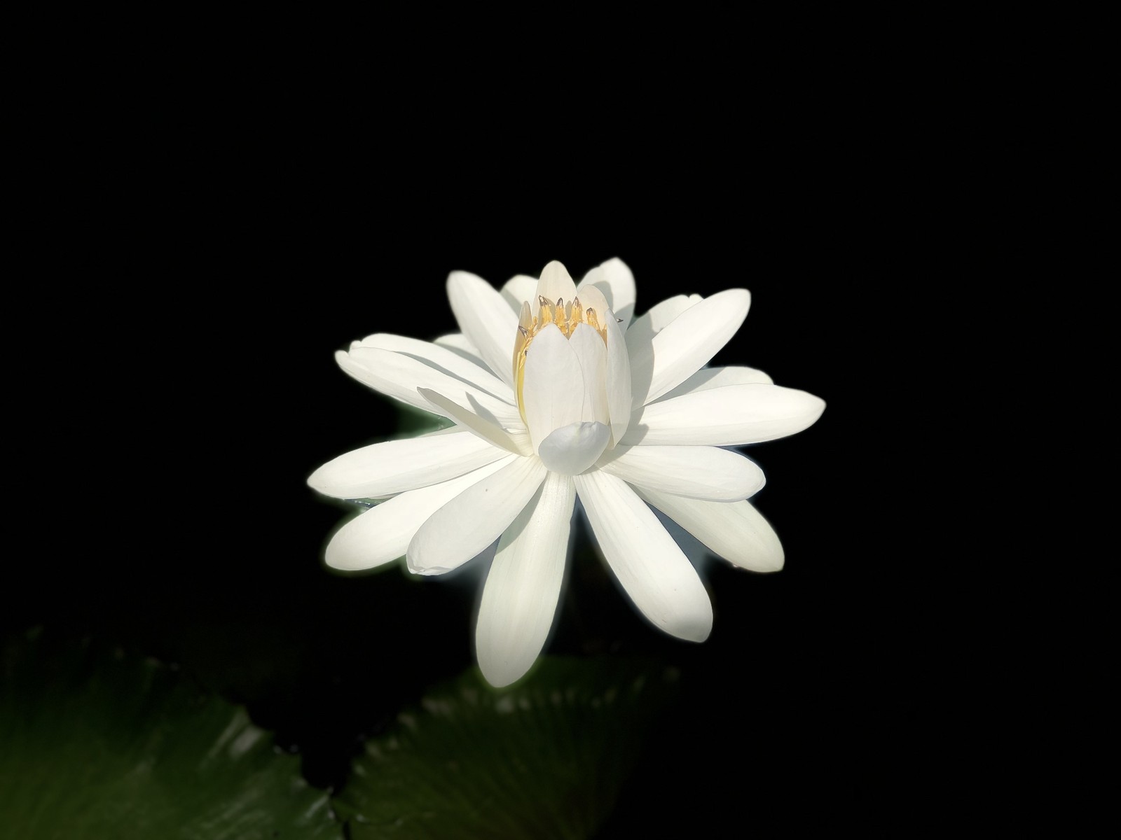 Il y a une fleur blanche qui est dans l'obscurité (pétale, blanc, fleur, plante, plante à fleurs)