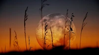 Harvest Moon Rising Over Silhouetted Grass at Dusk