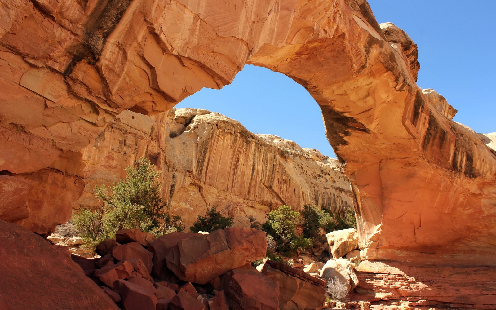 Arco arafed no deserto com rochas e árvores (natureza, arco natural, cânion, parque, formação)