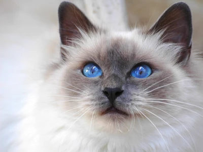 Adorable chaton birmane-siamois avec des yeux bleus frappants