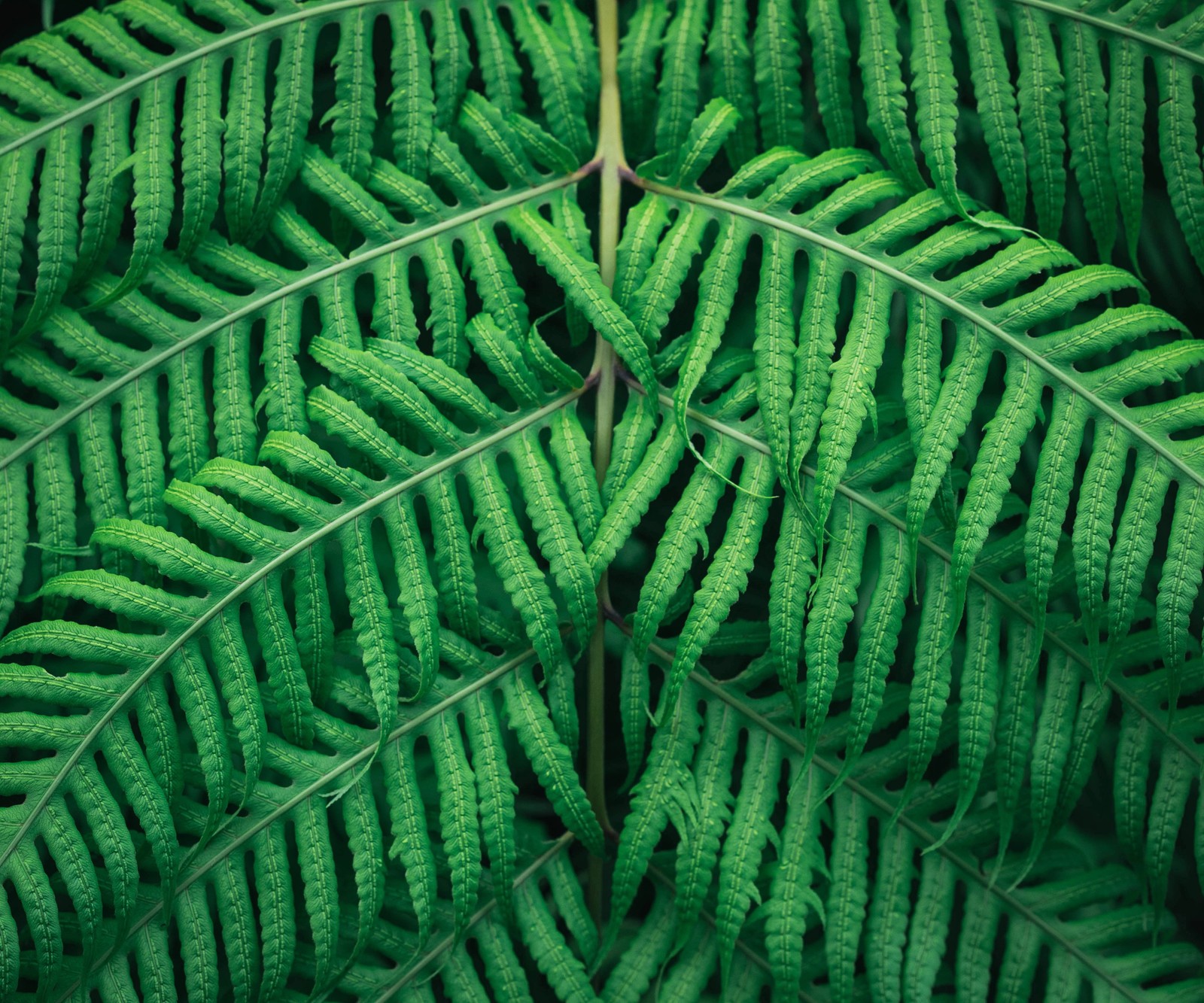 A close up of a green plant with a leafy pattern (fern plant, green leaves, tree branches, green background, pattern)