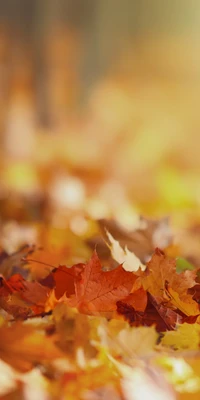 Autumn Leaves Blanketing the Ground in a Natural Landscape