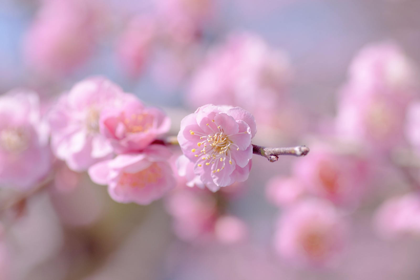 flower, petal, blossom, pink, spring wallpaper