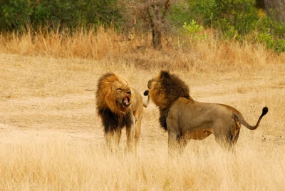 Lions masai majestueux dans les prairies du parc national Kruger