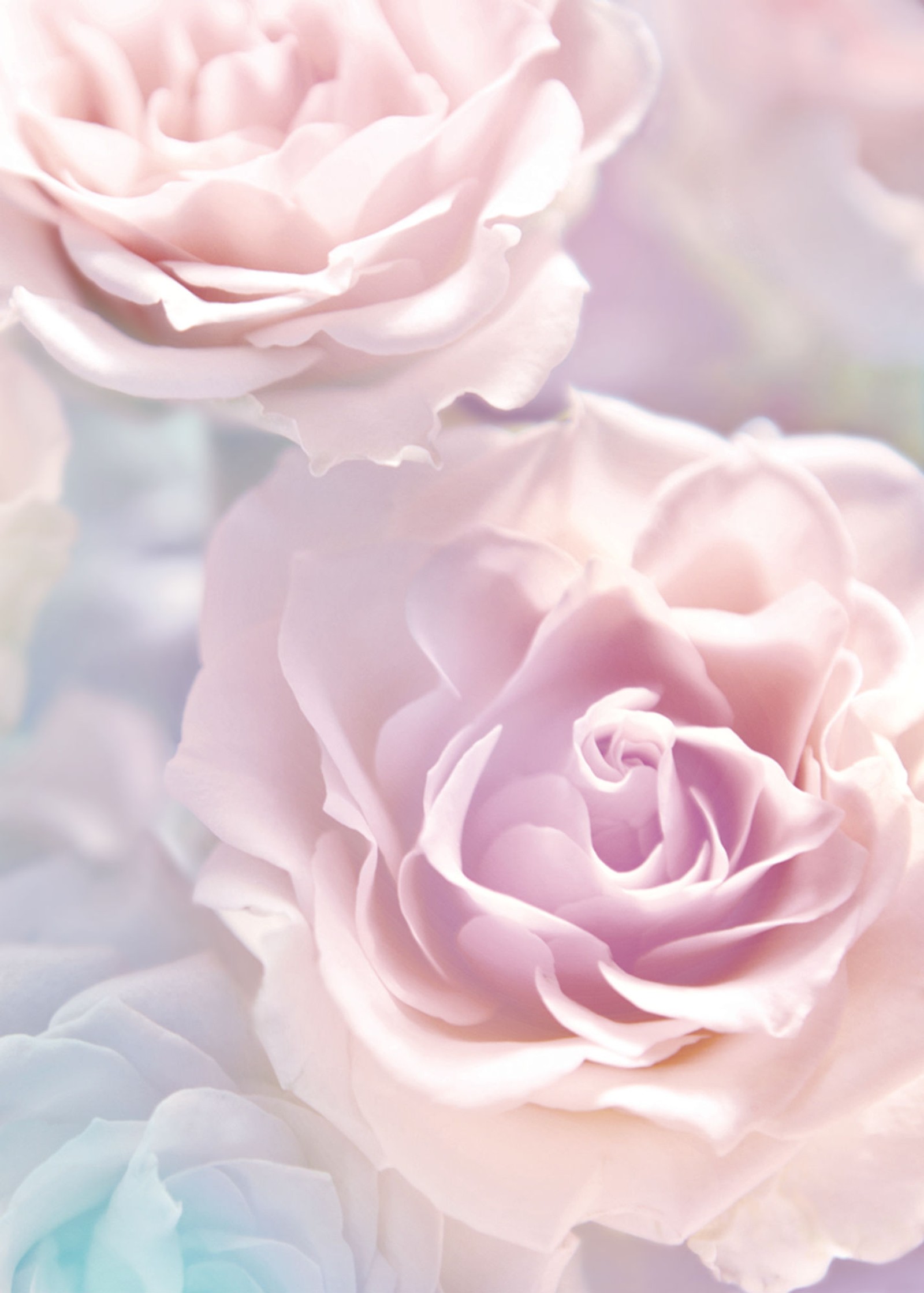 rose, flower, garden roses, petal, pink wallpaper