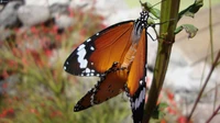 Monarchfalter sitzt auf einem grünen Stängel und zeigt lebendige orange und schwarze Flügel.